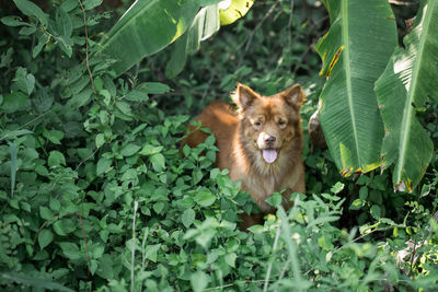 Portrait of a dog