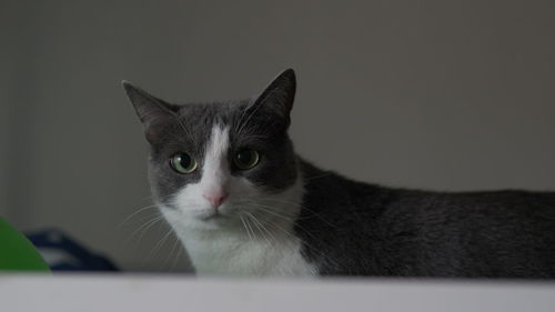 White and grey cat