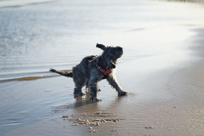 Dog at baltic sea beach