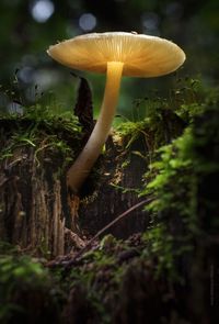 Close-up of mushroom growing on tree in forest