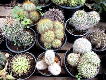 High angle view of succulent plants