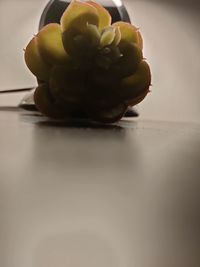 Close-up of fruit in plate on table