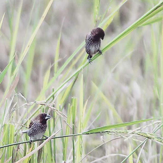 animals in the wild, animal themes, bird, wildlife, one animal, perching, focus on foreground, nature, close-up, plant, two animals, outdoors, day, no people, green color, full length, beauty in nature, spread wings, zoology, insect