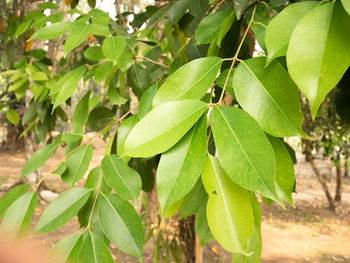 High angle view of insect on leaves