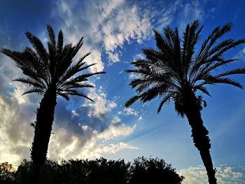 Low angle view of palm trees against sky