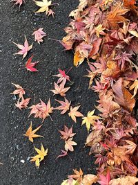 High angle view of maple leaves on fallen tree