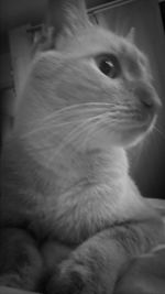 Close-up of cat