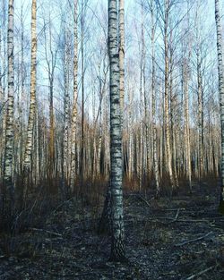 Bare trees in forest