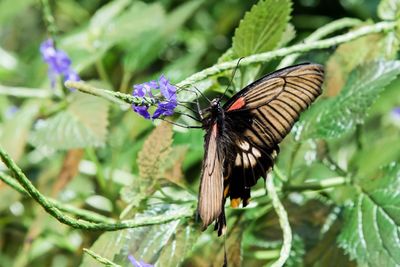 Close-up of butterfly on plant