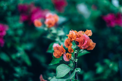 Close-up of flowers against blurred background