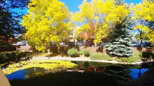 Trees by pond in park during autumn