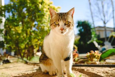 Portrait of a cat