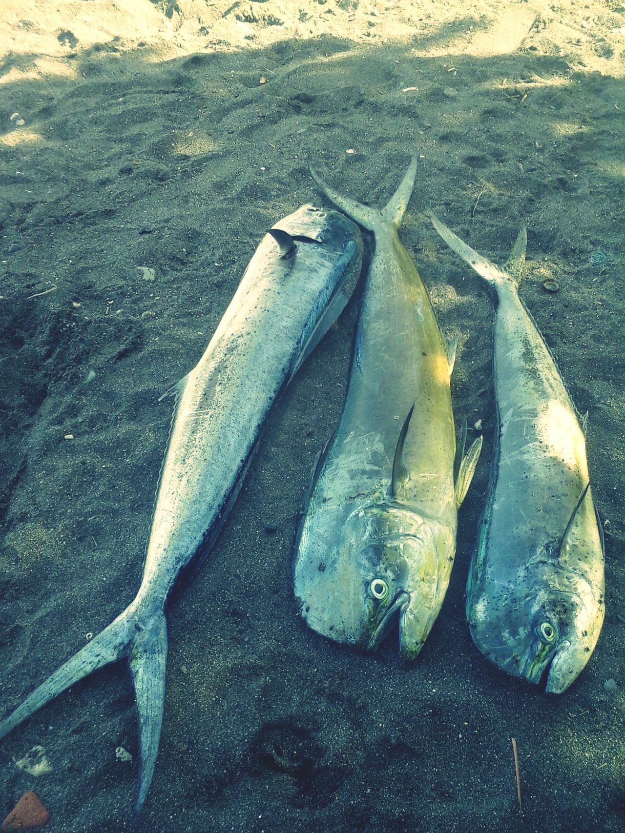 Pasar Ikan Tradisional Anturan