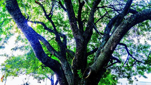 Low angle view of trees