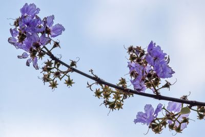 Low angle view of cherry blossoms against sky