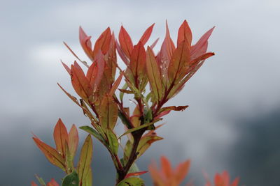 Close-up of red flowering plant against sky
