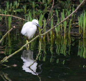 Close-up of white flowers in water