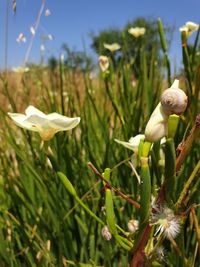 Close-up of white flowering plants on land