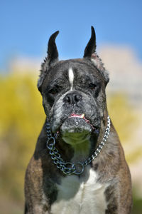 Close-up portrait of a dog