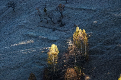 High angle view of plant on wet land
