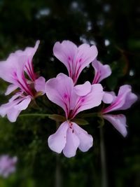 Close-up of pink flowers blooming outdoors