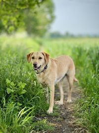 Dogs on grassy field