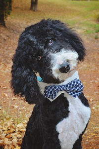 Close-up portrait of dog on field