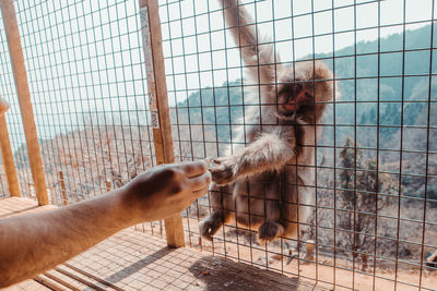 Full length of hand in cage at zoo