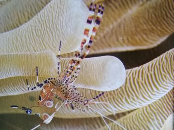 Close-up of crab on sea