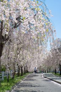 View of footpath with trees in background