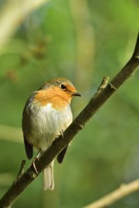 Close-up of bird perching on branch