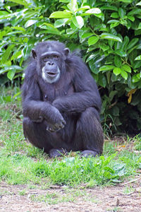 Portrait of monkey on stone