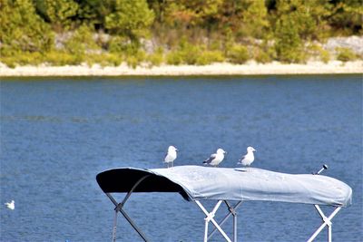 Seagulls flying over sea