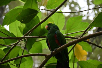 Low angle view of eclectus parrot perching on tree