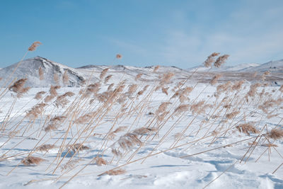 winter