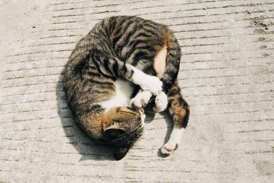 High angle view of cat sleeping
