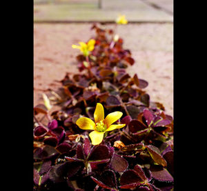 Close-up of yellow flowers blooming