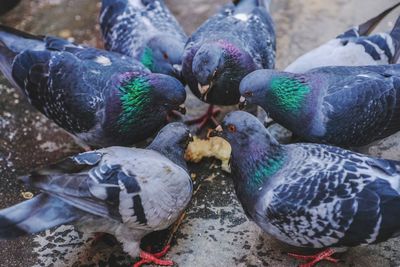 High angle view of pigeons feeding