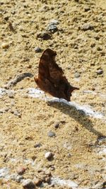 High angle view of a sand