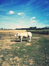 View of sheep on field against sky