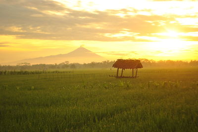Scenic view of agricultural field against sky during sunset
