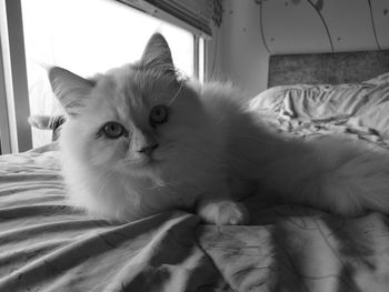 Portrait of cat lying on bed