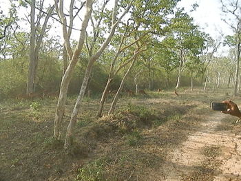 View of trees in forest