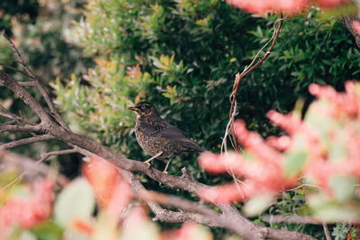 Bird perching on a tree
