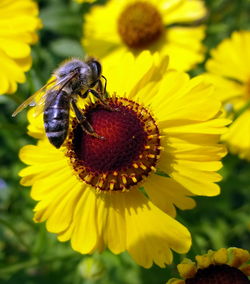 Close-up of bee on yellow flower
