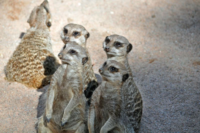 High angle view of giraffe