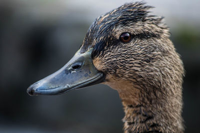 Close-up of duck