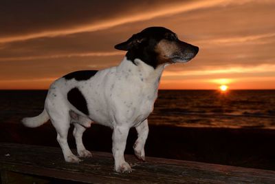 Dog sitting by sea against sky during sunset