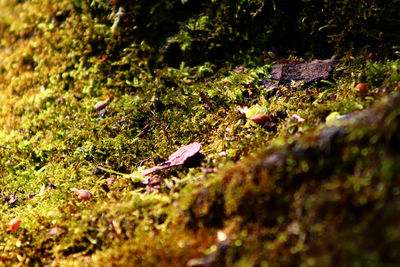 Close-up of lizard on field