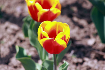 Close-up of yellow tulip